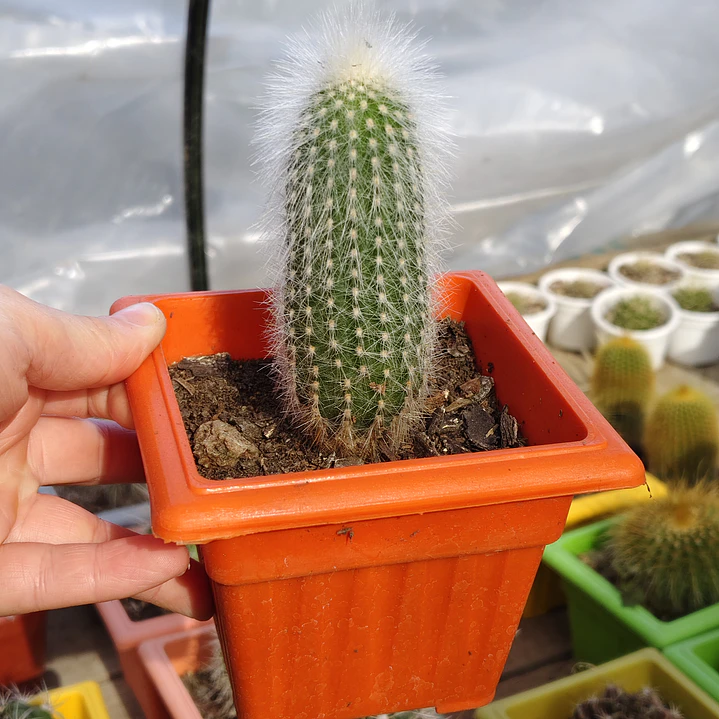Cleistocactus strausii 2