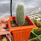 Cleistocactus strausii - Miniatura 2