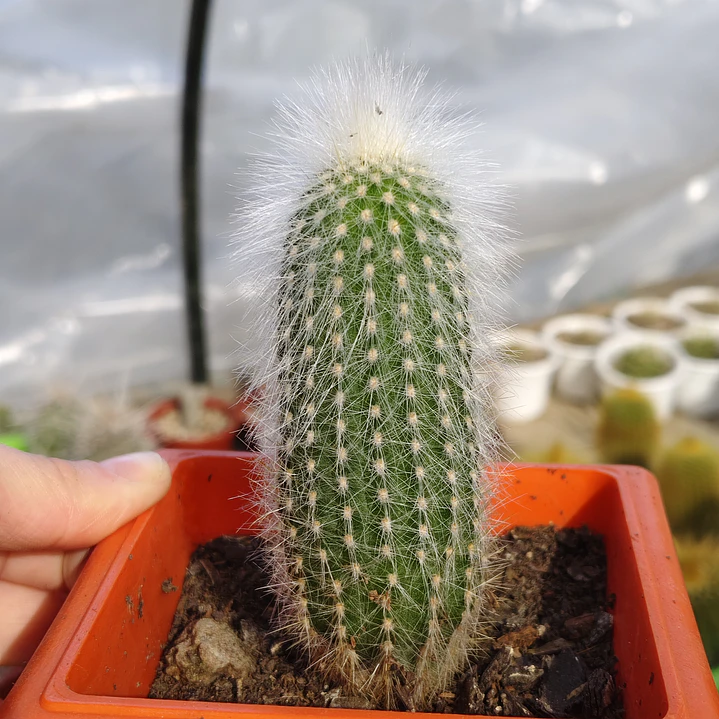 Cleistocactus strausii 3