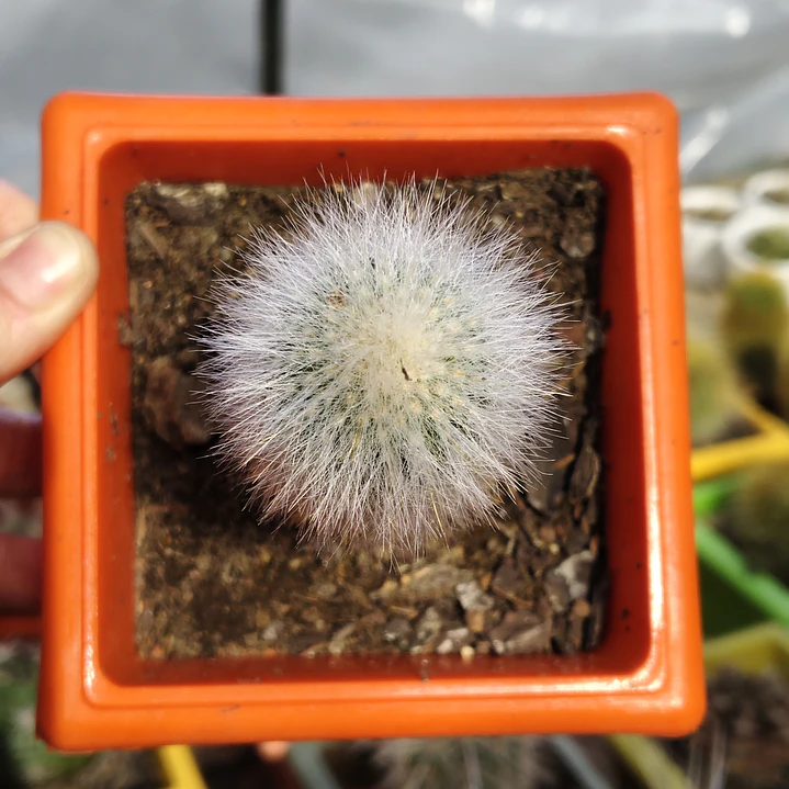 Cleistocactus strausii 4