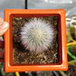 Cleistocactus strausii - Miniatura 4