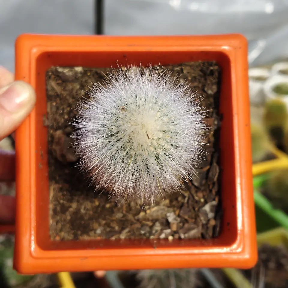 Cleistocactus strausii 4