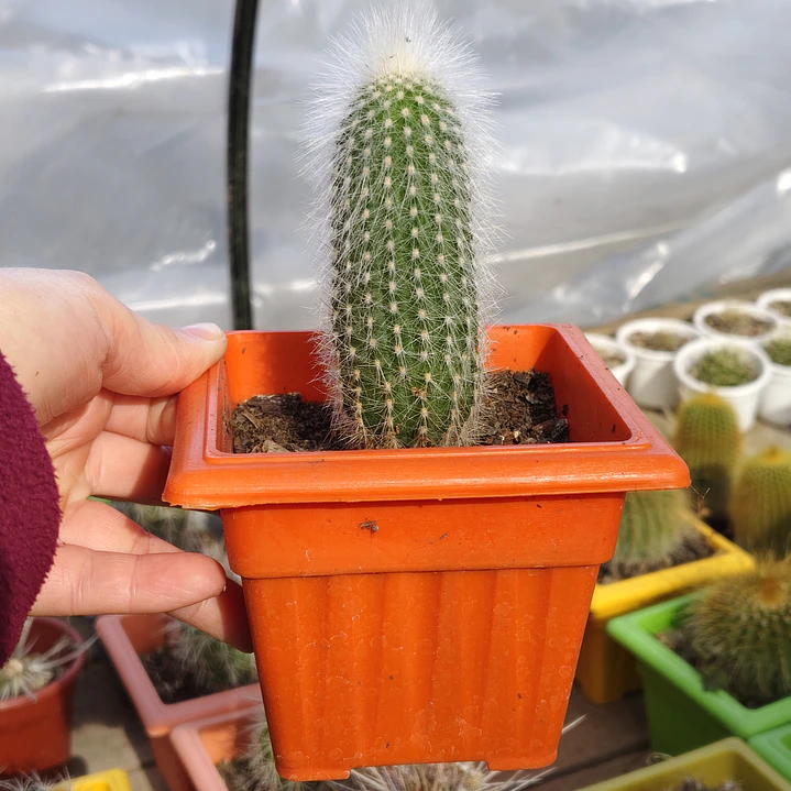 Cleistocactus strausii 1