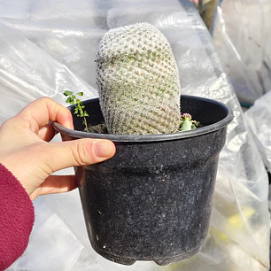 Mammillaria supertexta 