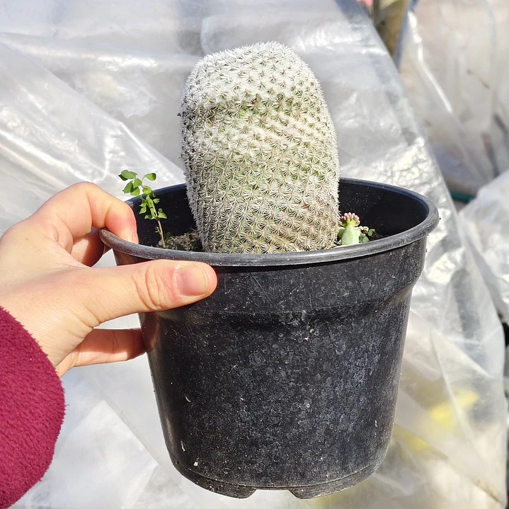 Mammillaria supertexta  1
