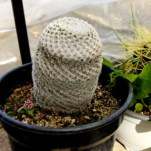 Mammillaria supertexta 