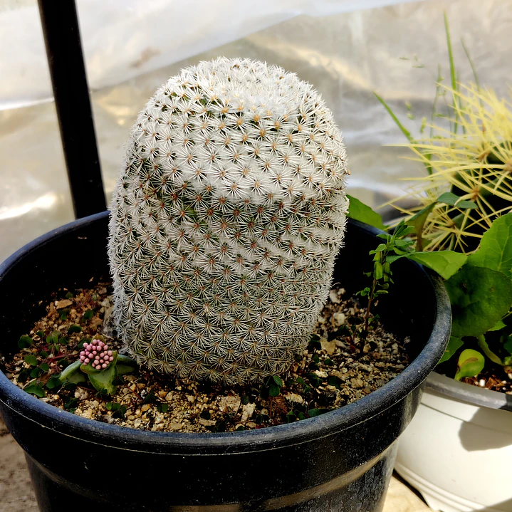 Mammillaria supertexta  2