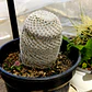 Mammillaria supertexta  - Miniatura 2