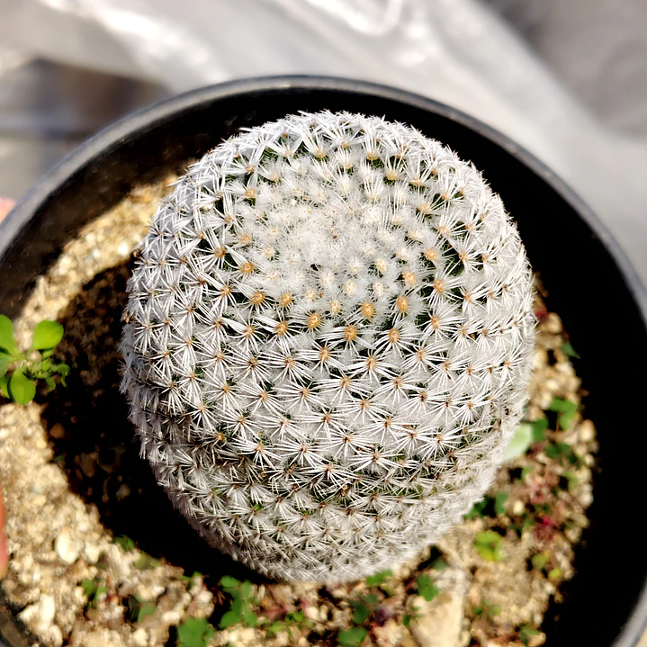 Mammillaria supertexta  3