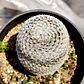 Mammillaria supertexta  - Miniatura 3
