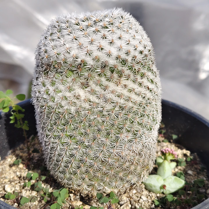 Mammillaria supertexta  4