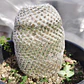Mammillaria supertexta  - Miniatura 4