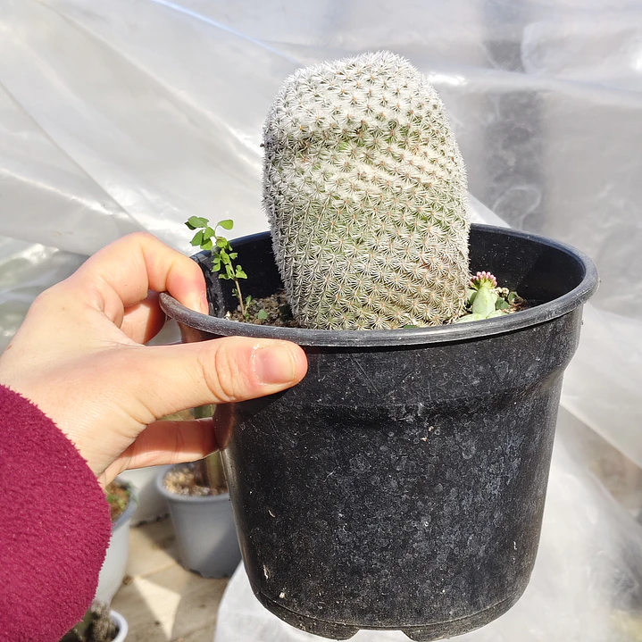 Mammillaria supertexta  5