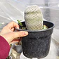 Mammillaria supertexta  - Miniatura 5