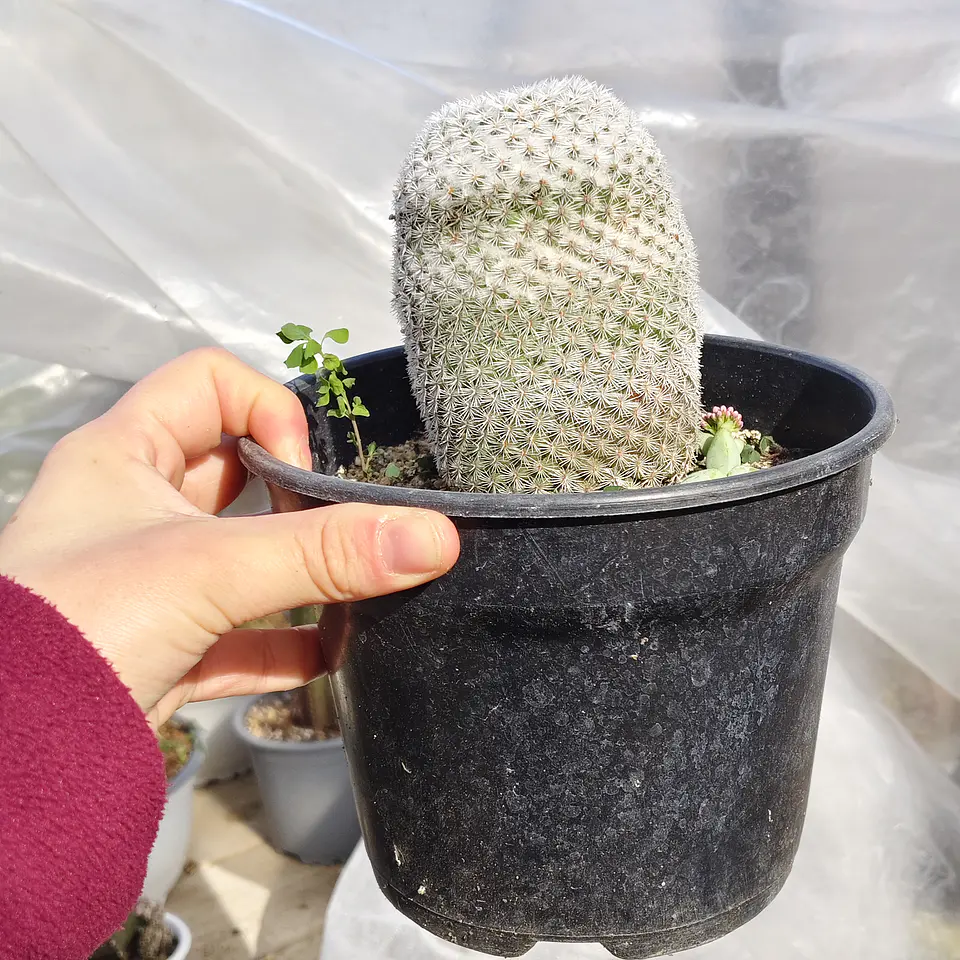Mammillaria supertexta  5