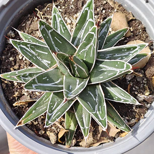 Agave Victoriae - Reginae
