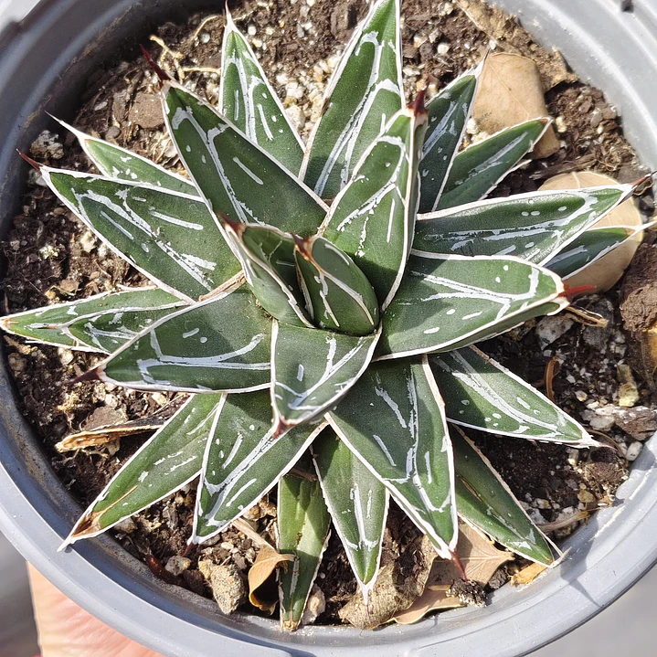 Agave Victoriae - Reginae 1