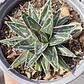 Agave Victoriae - Reginae - Miniatura 1