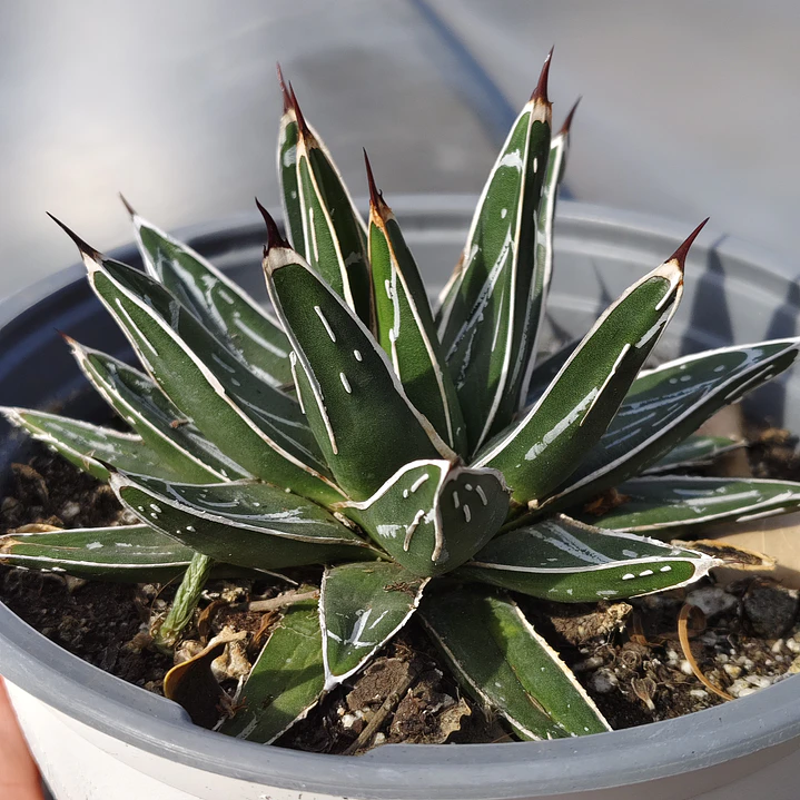 Agave Victoriae - Reginae 2