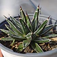 Agave Victoriae - Reginae - Miniatura 2