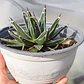 Agave Victoriae - Reginae - Miniatura 3