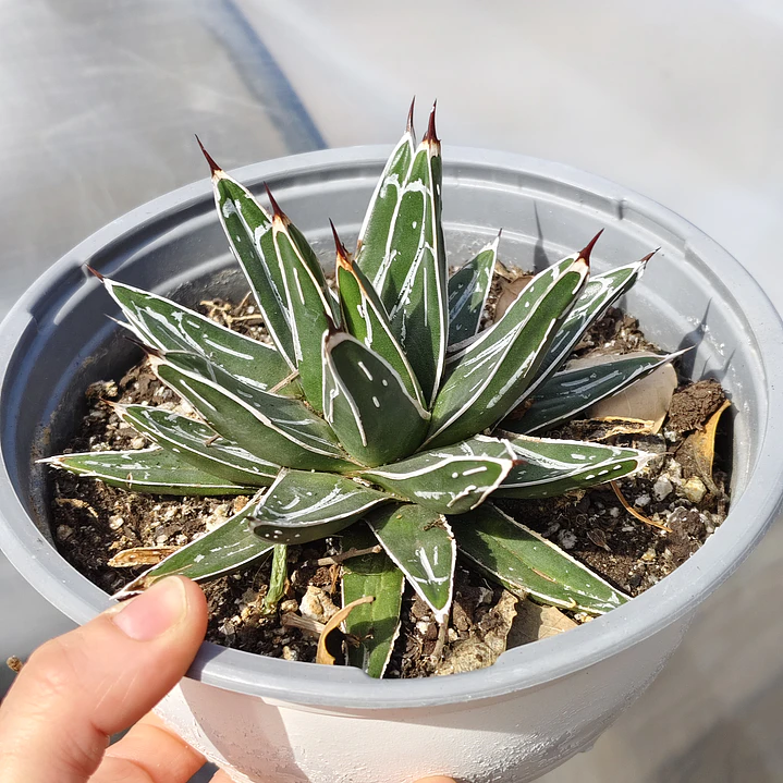 Agave Victoriae - Reginae 4
