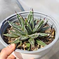 Agave Victoriae - Reginae - Miniatura 4