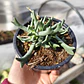 Rhombophyllum Dolabriforme (Cuerno de Alce) - Miniatura 3