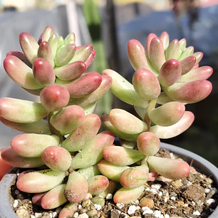 Sedum Rubrotictum 