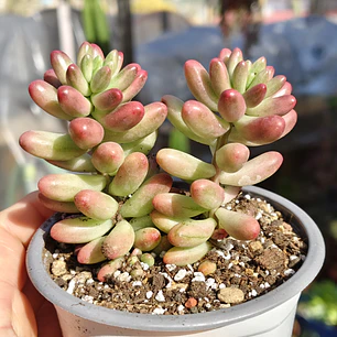 Sedum Rubrotictum 