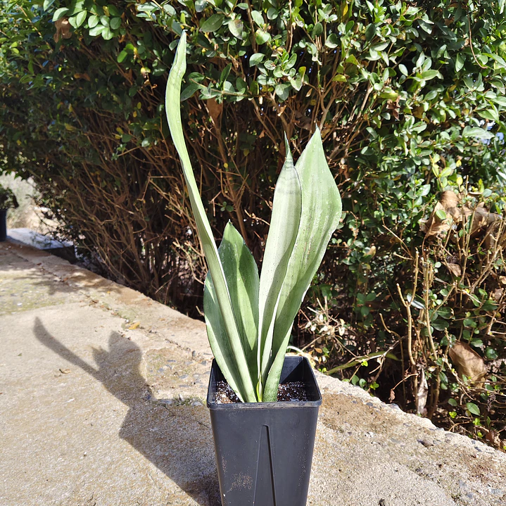 Sansevieria Moonshine  1