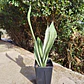 Sansevieria Moonshine  - Miniatura 1