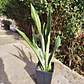 Sansevieria Moonshine  - Miniatura 2