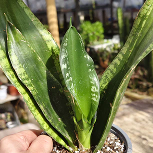 Sansevieria Whitney 