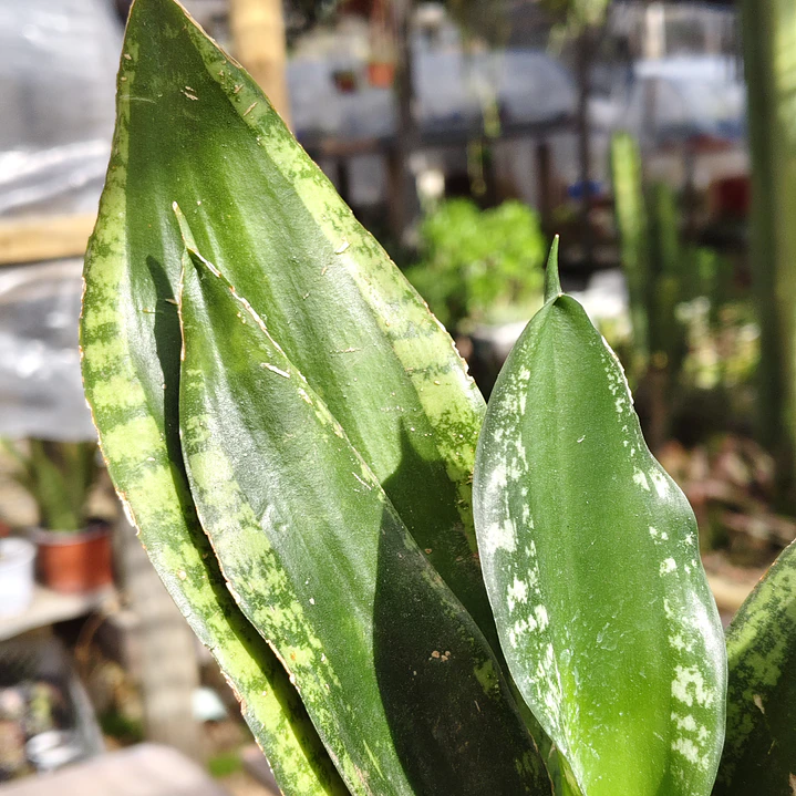 Sansevieria Whitney  3