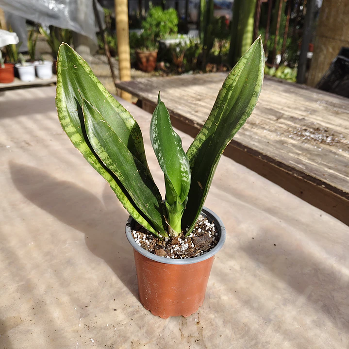 Sansevieria Whitney  4