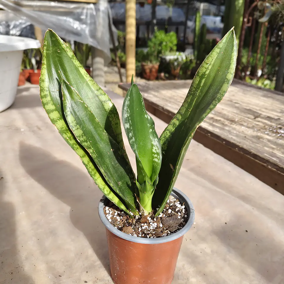Sansevieria Whitney  1