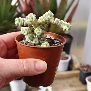 Crassula Baby's Necklace Variegada