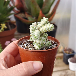 Crassula Baby's Necklace Variegada