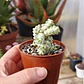 Crassula Baby's Necklace Variegada - Miniatura 1