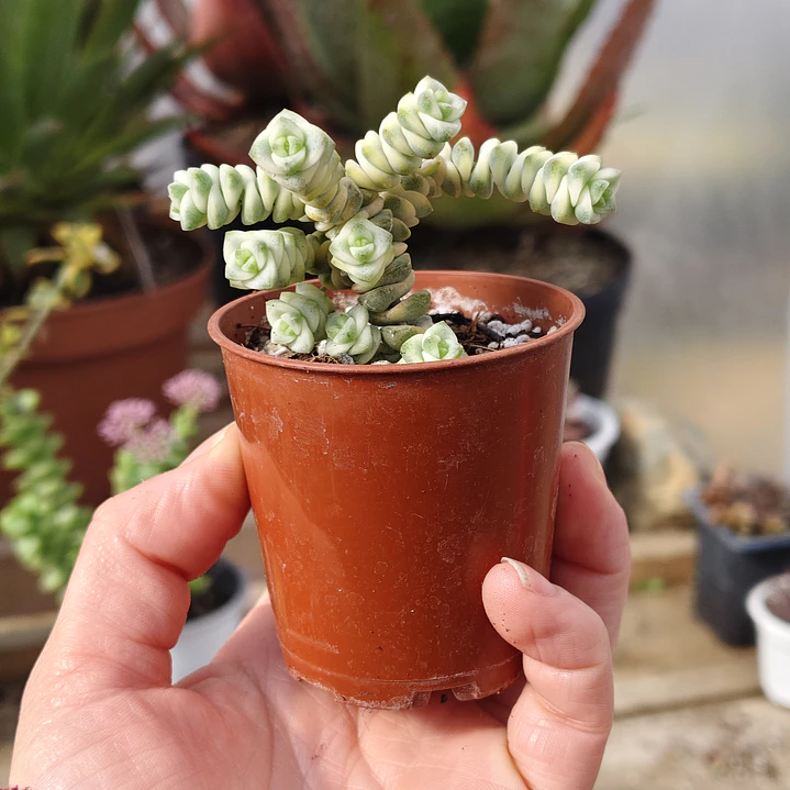Crassula Baby's Necklace Variegada 3