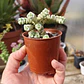 Crassula Baby's Necklace Variegada - Miniatura 3