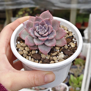 Graptoveria Milky Way