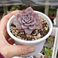 Graptoveria Milky Way - Miniatura 1