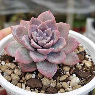 Graptoveria Milky Way