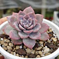 Graptoveria Milky Way - Miniatura 2