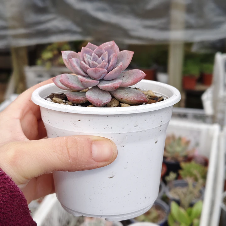 Graptoveria Milky Way 3