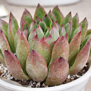 Echeveria Agavoide Christmas