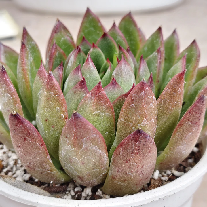 Echeveria Agavoide Christmas 2