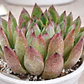 Echeveria Agavoide Christmas - Miniatura 2